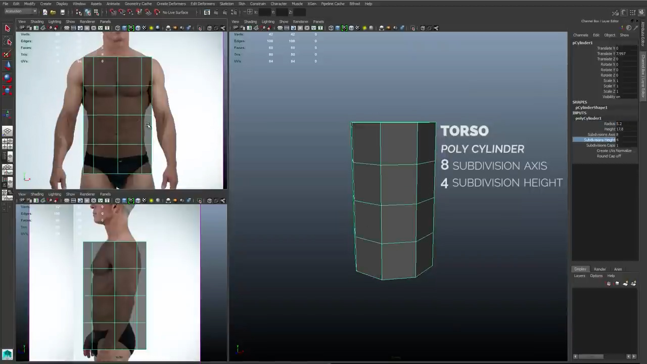 Torso